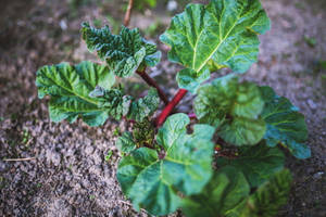 一棵大黃植物，有綠色葉子和紅色莖，生長在土壤中。