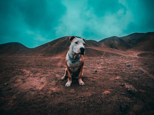 一隻比特犬坐在紅色的火山土壤上，背後是青綠色的天空和山丘。