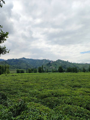 多雲天空下，廣闊的茶園，連綿起伏的山丘和散落的房屋。