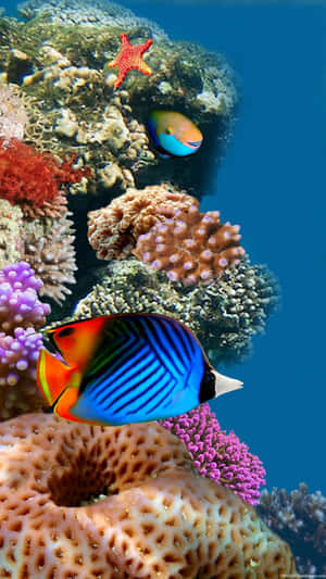 清澈湛藍海水中珊瑚礁間的色彩繽紛熱帶魚和海星。