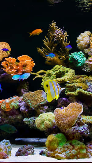 色彩繽紛的熱帶魚在魚缸的珊瑚間游動。