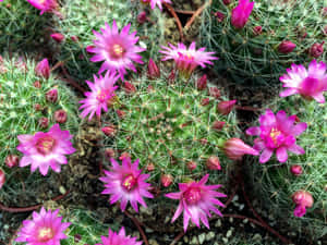 粉紅色仙人掌花在花園中的綠色帶刺植物間綻放。 — 仙人掌傑克 壁紙