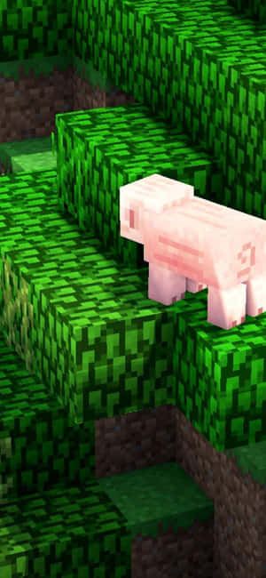 在像素化世界中，綠色草塊上的一隻粉紅色Minecraft豬。 — Pixel 7 壁紙