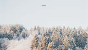 淡藍色天空下，寧靜冬日森林中白雪覆蓋的常綠樹。