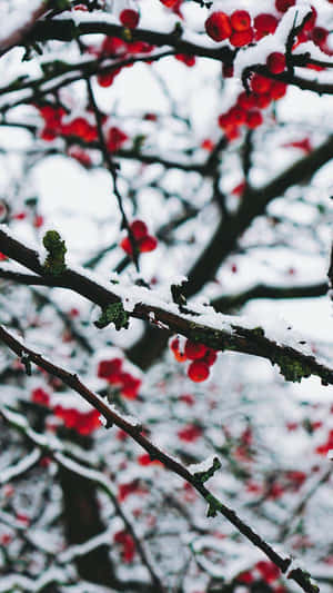 冬季白雪覆蓋的樹枝上掛著鮮紅的漿果。