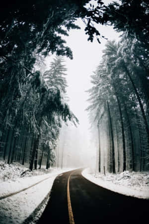 白雪覆蓋的森林道路蜿蜒穿過高大的松樹，天空朦朧。