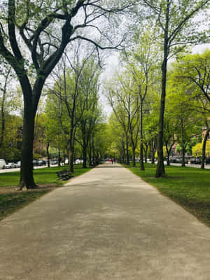 一條綠樹成蔭的公園小徑，背景可見長椅和汽車。 — iPad Air 13 壁紙
