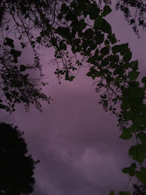 樹枝剪影映襯著紫色黃昏天空和雲層。