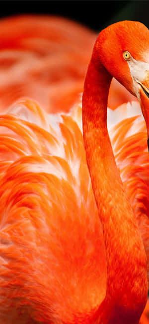 一隻火烈鳥的特寫，羽毛亮橙色，頸部彎曲。