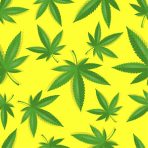 綠色大麻葉在明亮的黃色背景上以重複圖案呈現。