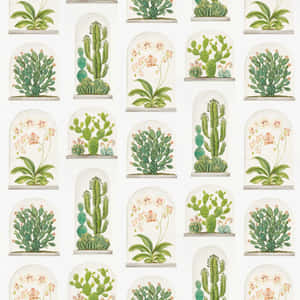 玻璃罩內的仙人掌和蘭花植物插圖，白色牆紙。 — 花園牆外 壁紙