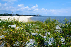 海岸景色，野花和岩石俯瞰沙灘和海洋，天空晴朗。 — 海灘 壁紙