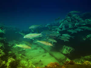 魚群在藍綠色海洋中滑過珊瑚礁 — 水下 壁紙