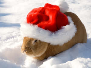 一隻戴著聖誕帽的棕色兔子在陽光明媚的日子裡坐在雪地上。