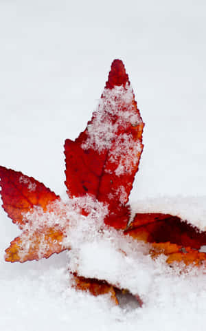 一片被雪覆蓋的紅色楓葉在白色雪面上。 — Honor Pad 20 Pro 壁紙