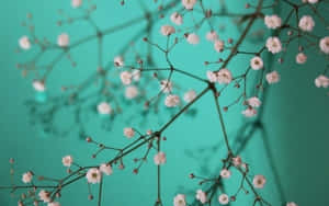 滿天星花朵，粉紅色花瓣，深色莖幹，青綠色背景 — 唯美花朵動圖 壁紙