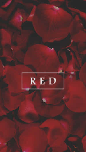 紅色玫瑰花瓣特寫，白色方框內有「RED」字樣。