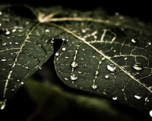 深綠色葉片上雨滴的特寫，葉脈清晰可見。 — 河景 壁紙