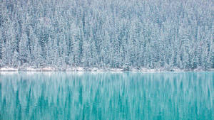 積雪的松樹倒映在平靜的碧綠湖水中。 — 湖景 壁紙