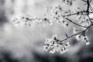 帶有柔和背景模糊的黑白精緻櫻花。 — 黑白 壁紙