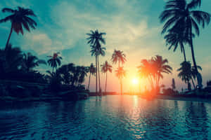 棕櫚樹在平靜水面上夕陽的襯托下形成剪影。