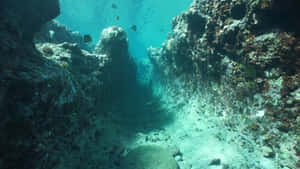 水下峽谷，魚在綠松石色的水中岩石牆壁之間游泳。