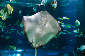 魔鬼魚在水族箱中與熱帶魚一起游泳。
