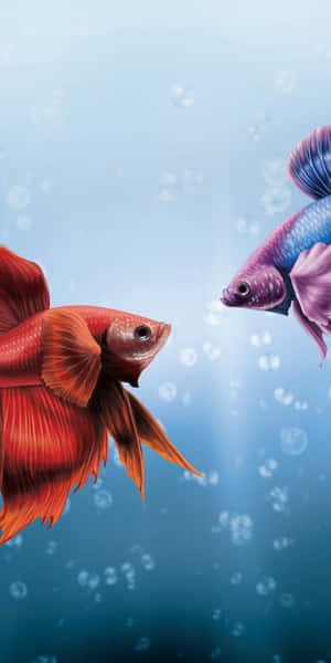 兩條色彩繽紛的鬥魚在冒泡的水族箱水中游向對方。 — 18:9 壁紙