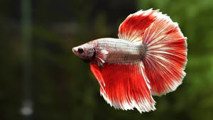 一條紅白鬥魚在水中游動，魚鰭飄逸。