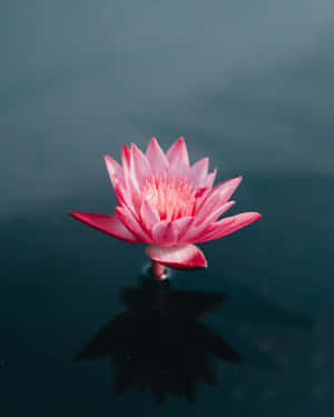一朵粉紅色睡蓮漂浮在深色水面上，倒影清晰可見。