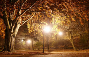 金黃色的秋葉在霧夜公園的街燈下閃耀。