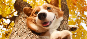 一隻快樂的哥基犬在秋葉中從樹幹探出頭來。