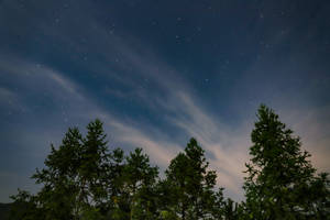 松樹剪影映襯著繁星點點的夜空和縷縷雲彩。