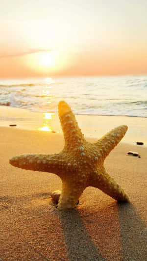 金色日落時沙灘上的海星