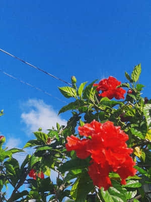 紅色木槿花與綠葉，背景是藍天白雲。
