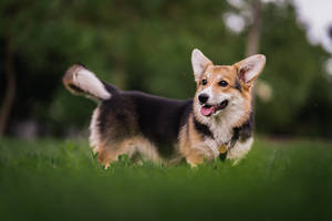 一隻快樂的哥基犬站在綠色草地上，伸出舌頭。