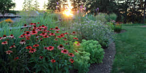 夕陽下帶有紅色金光菊和綠色葉子的花園。