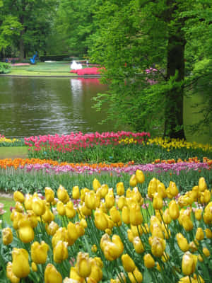 色彩繽紛的鬱金香花園，有池塘和樹木（春季）。