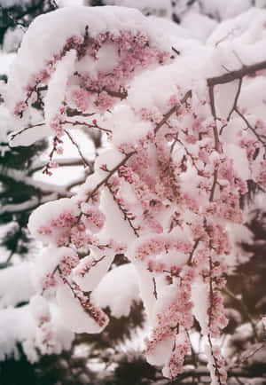 樹枝上被雪覆蓋的粉紅色櫻花