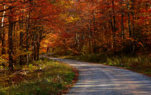 蜿蜒的道路穿過秋日森林，樹葉呈現鮮豔的橙色和紅色。