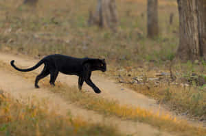 黑豹在乾燥森林的泥路上行走