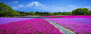 充滿活力的粉紅色和紫色花田通向遠方有富士山的湖泊。