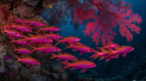 粉紅色魚在深藍色海水中靠近紅色珊瑚游動 — 靚女gif 壁紙