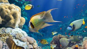 色彩繽紛的熱帶魚在清澈湛藍的海水中穿梭於珊瑚礁之間。