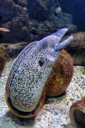 斑點海鰻從水族箱的珊瑚裂縫中探出頭來