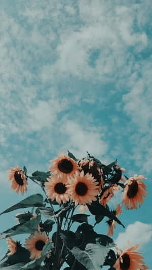 蜜桃色向日葵在帶有散雲的藍綠色天空下盛開。 — 唯美雲朵動態 壁紙