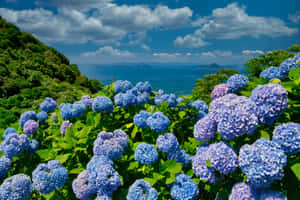 藍色和紫色繡球花在晴朗天空下，於俯瞰海洋的山坡上綻放。 — 簡約藍色美學 壁紙