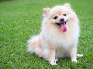 毛茸茸的奶油色博美犬坐在綠色草地上，伸出舌頭。