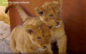兩隻獅子幼崽喺塔龍加動物園嘅木結構附近互相依偎。