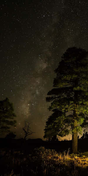 高聳的松樹在星空夜空下，銀河可見。